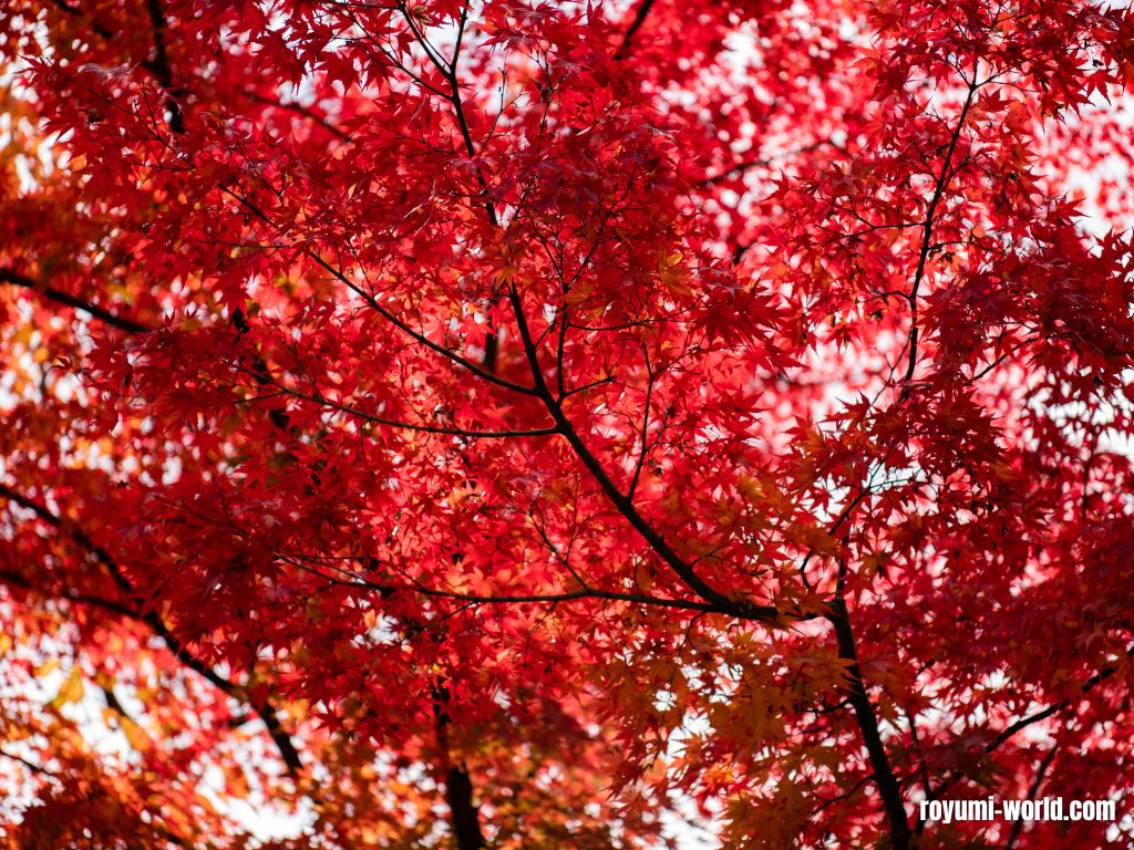 Japanese conception of red: is red the color of love?