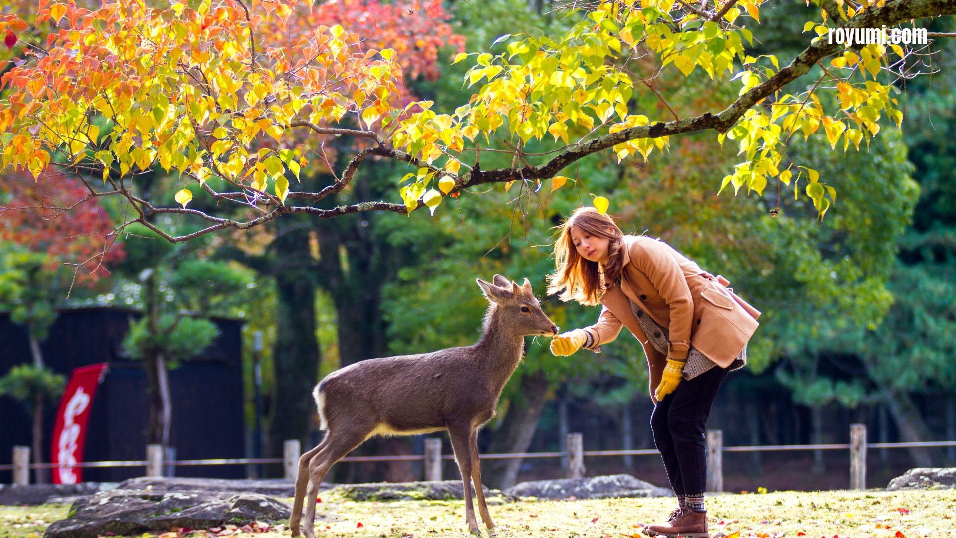 The Deer of Nara: Mythological Guardians in the Heart of Japan