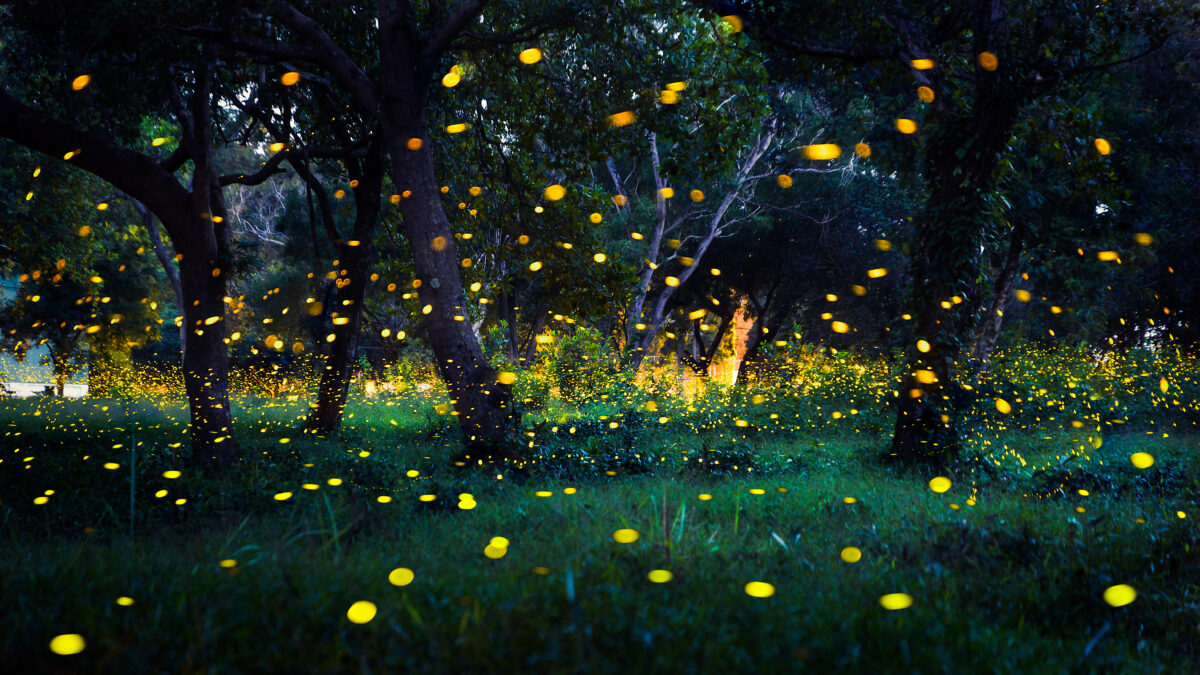 Why is the firefly (Hotaru) important in Japan?