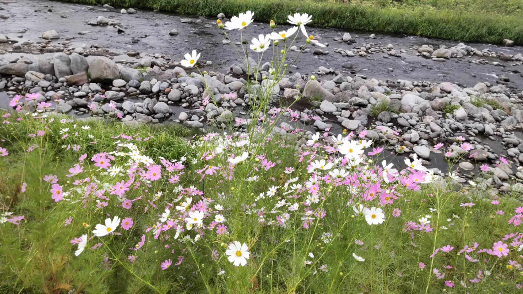 日本の心を征服したメキシコの花