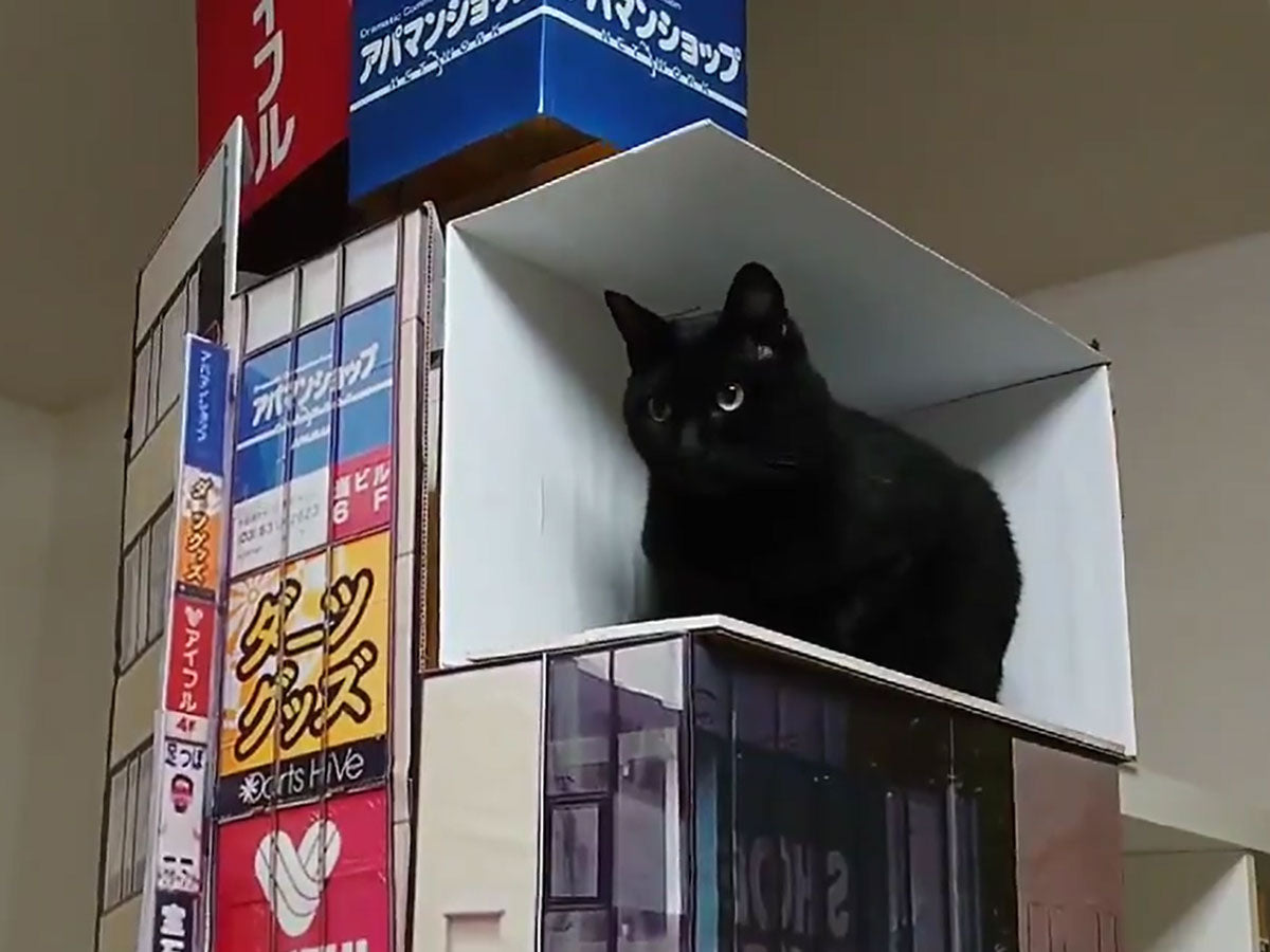 3-D Shinjuku Cat in Real Life