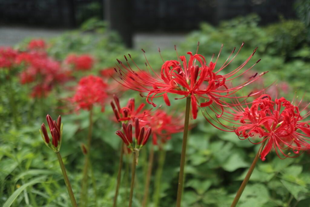 彼岸花 – 日本の秋分の花