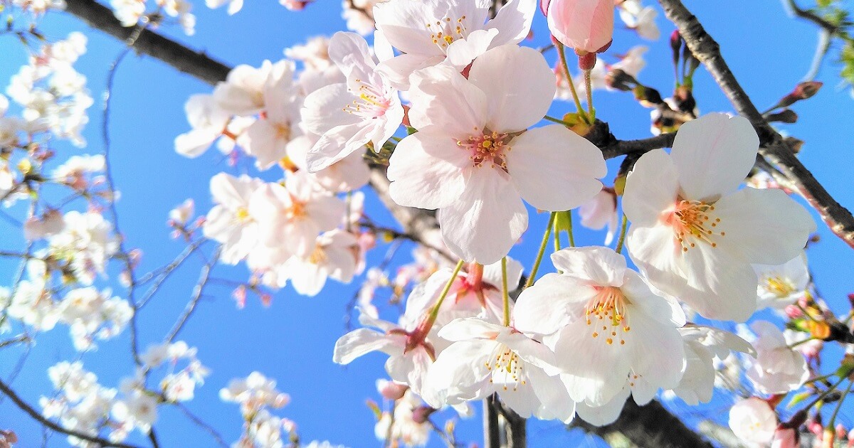 日本の一年の各月の花