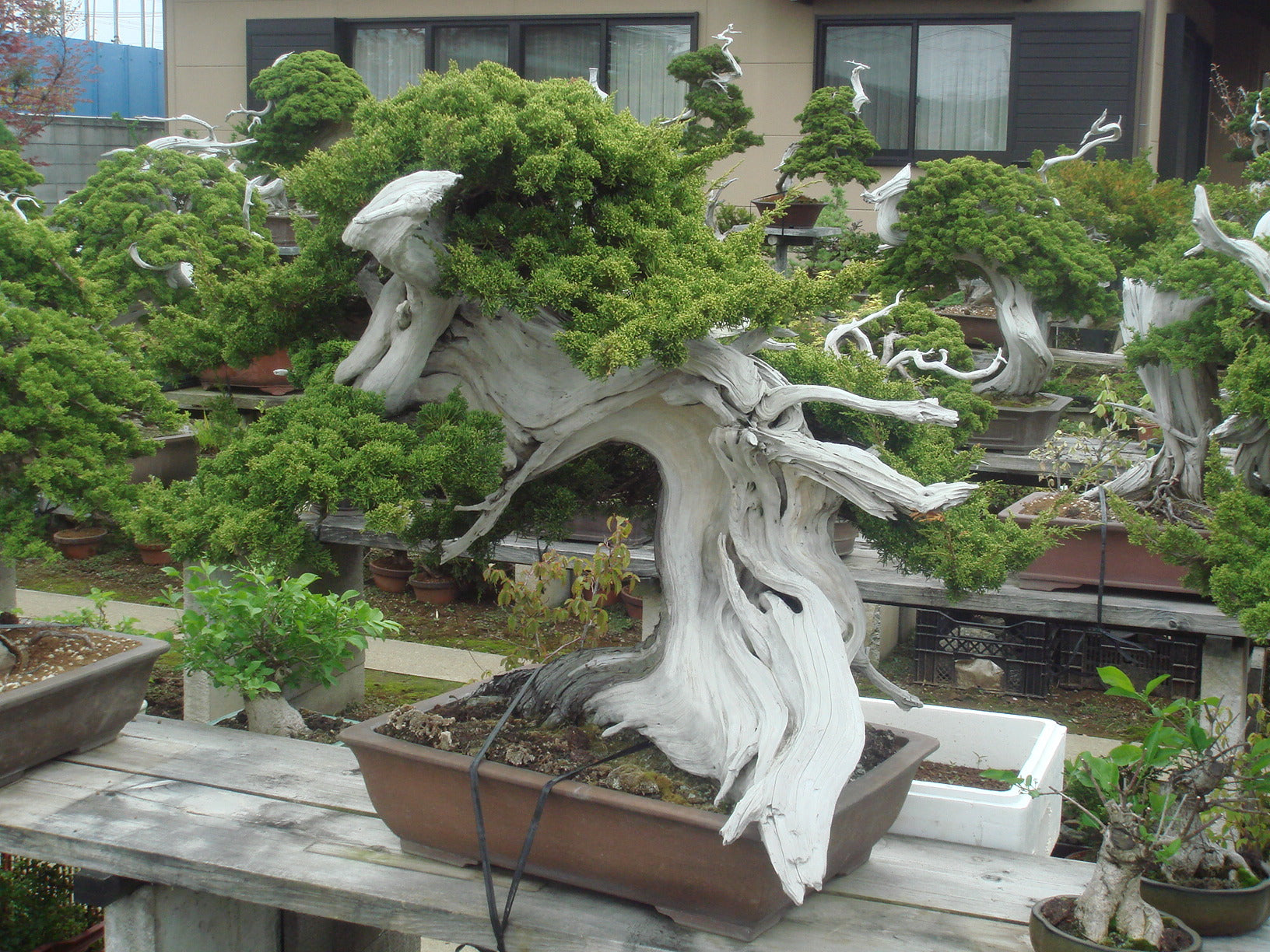 Bonsai – 盆栽