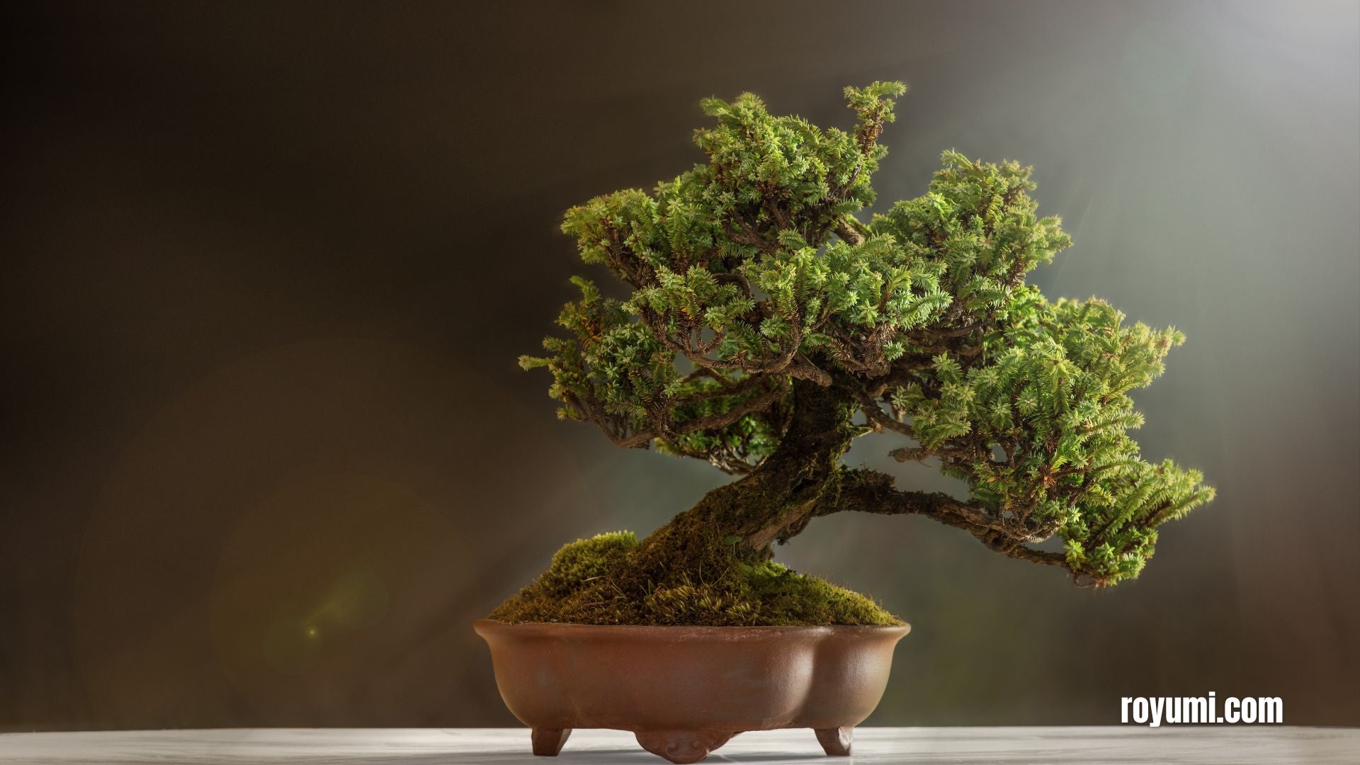 El arte del bonsái: Historia, técnicas y valor estético de una práctica milenaria