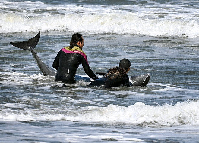 サーファーが千葉で座礁したイルカ32頭を救助