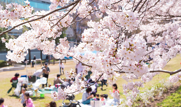 Hanami – Una experiencia que debes tener en Japón