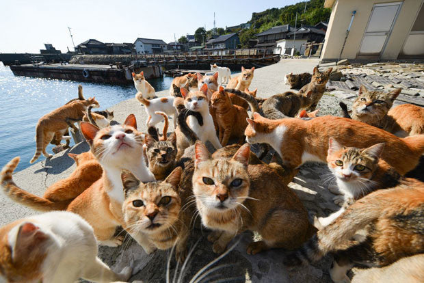 日本で訪れたい島と動物の町