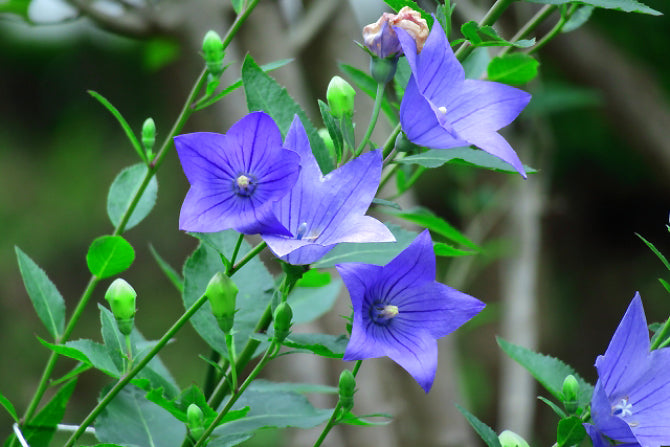 Aki No Nanakusa – The Seven Flowers/Herbs of Autumn