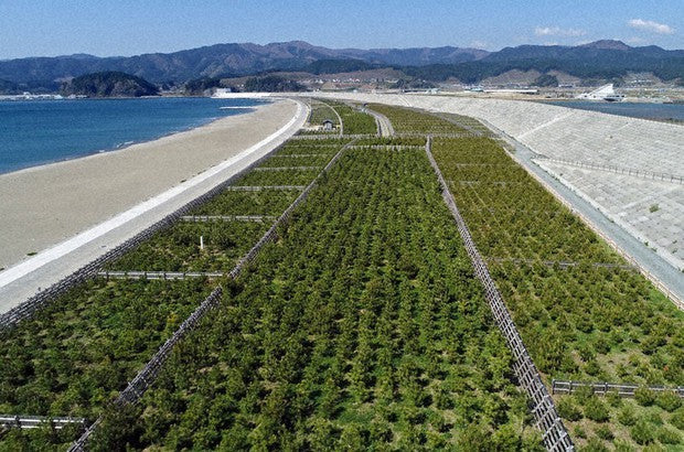 Pinos en las costas Japonesas que fueron destruídas por el Tsunami