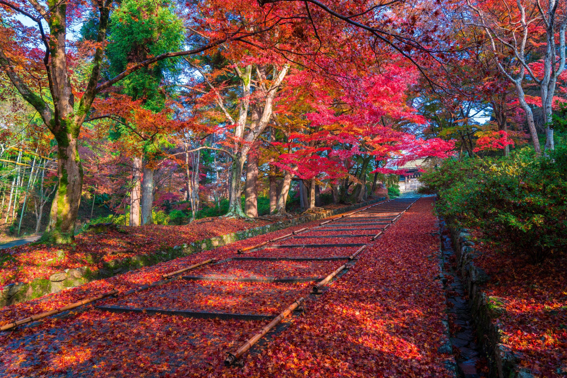 Momiji – Los Colores de Otoño en Japón