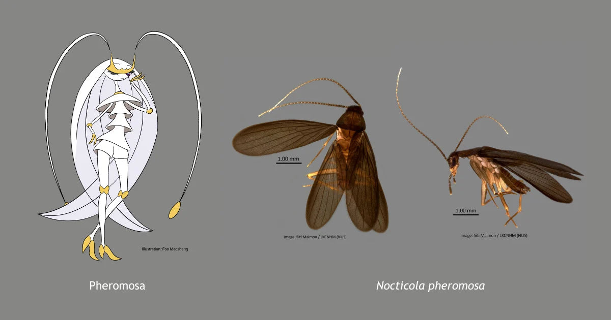 New species of cockroach is named after a Pokémon