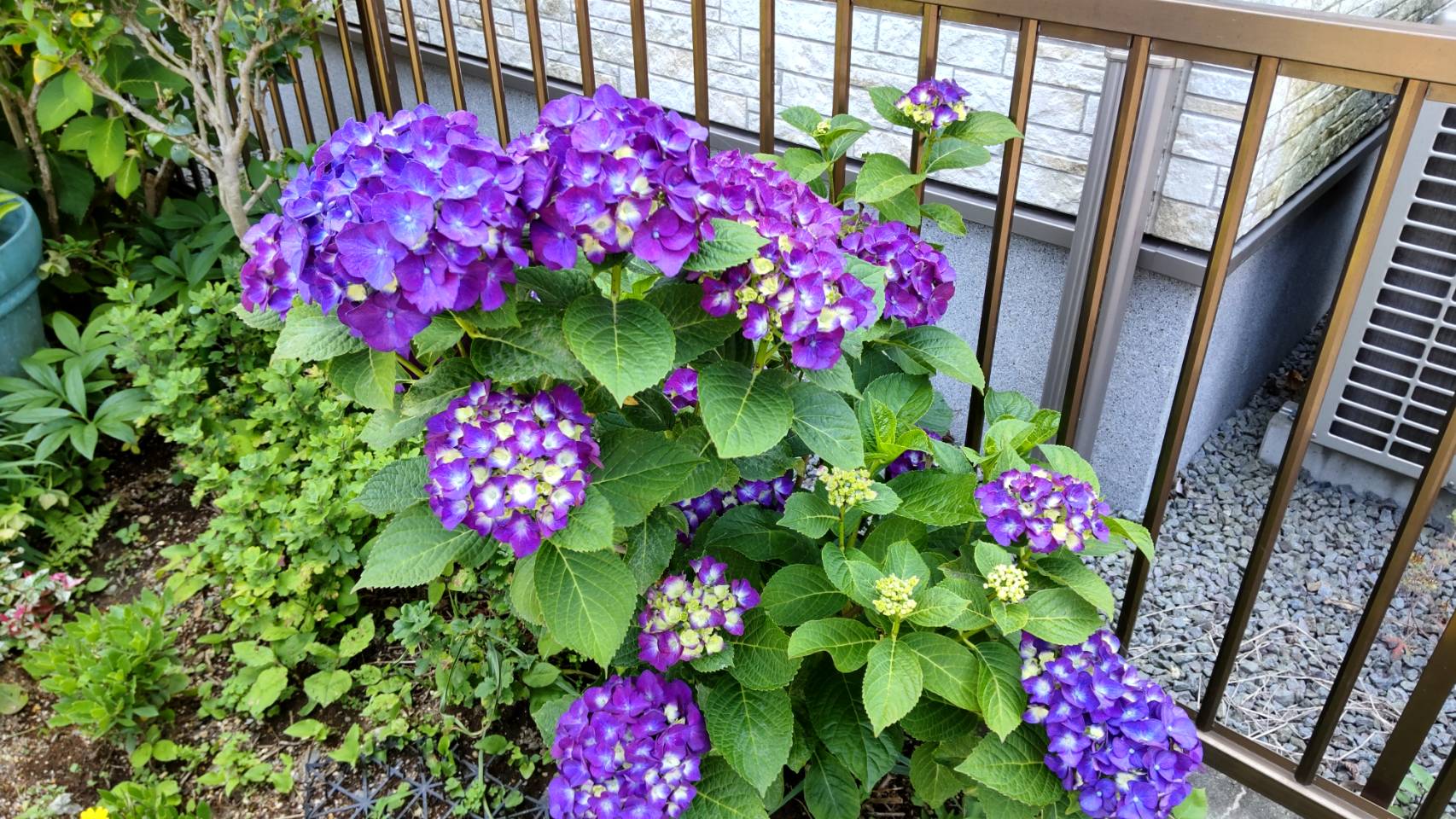 日本の花でいっぱいの生活と私の花のある生活