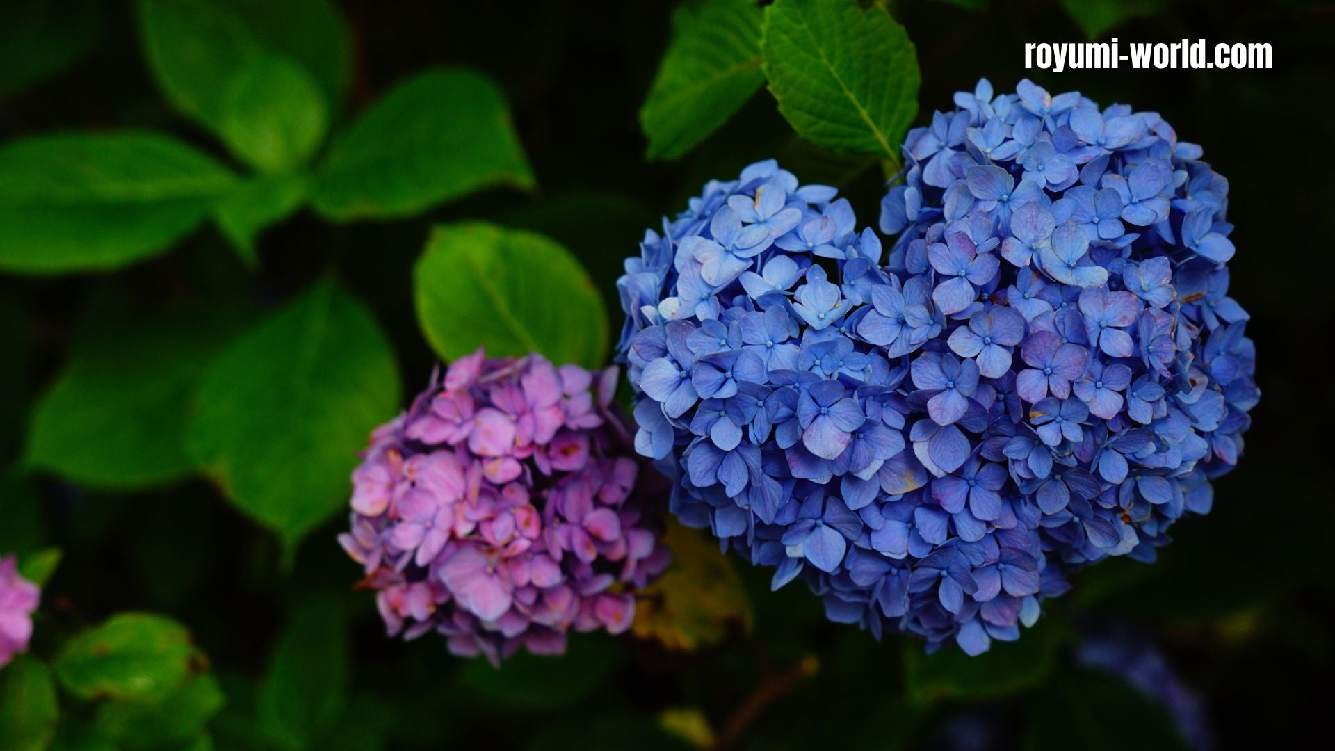 Month Of June In Japan