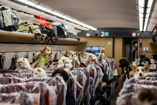 A train of Dogs travels by Bullet Train to Nagano